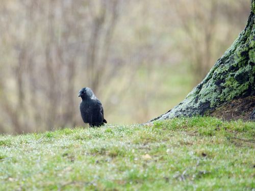 Free A lone jackdaw stands on wet grass beside a mossy tree trunk on a rainy spring day. Stock Photo