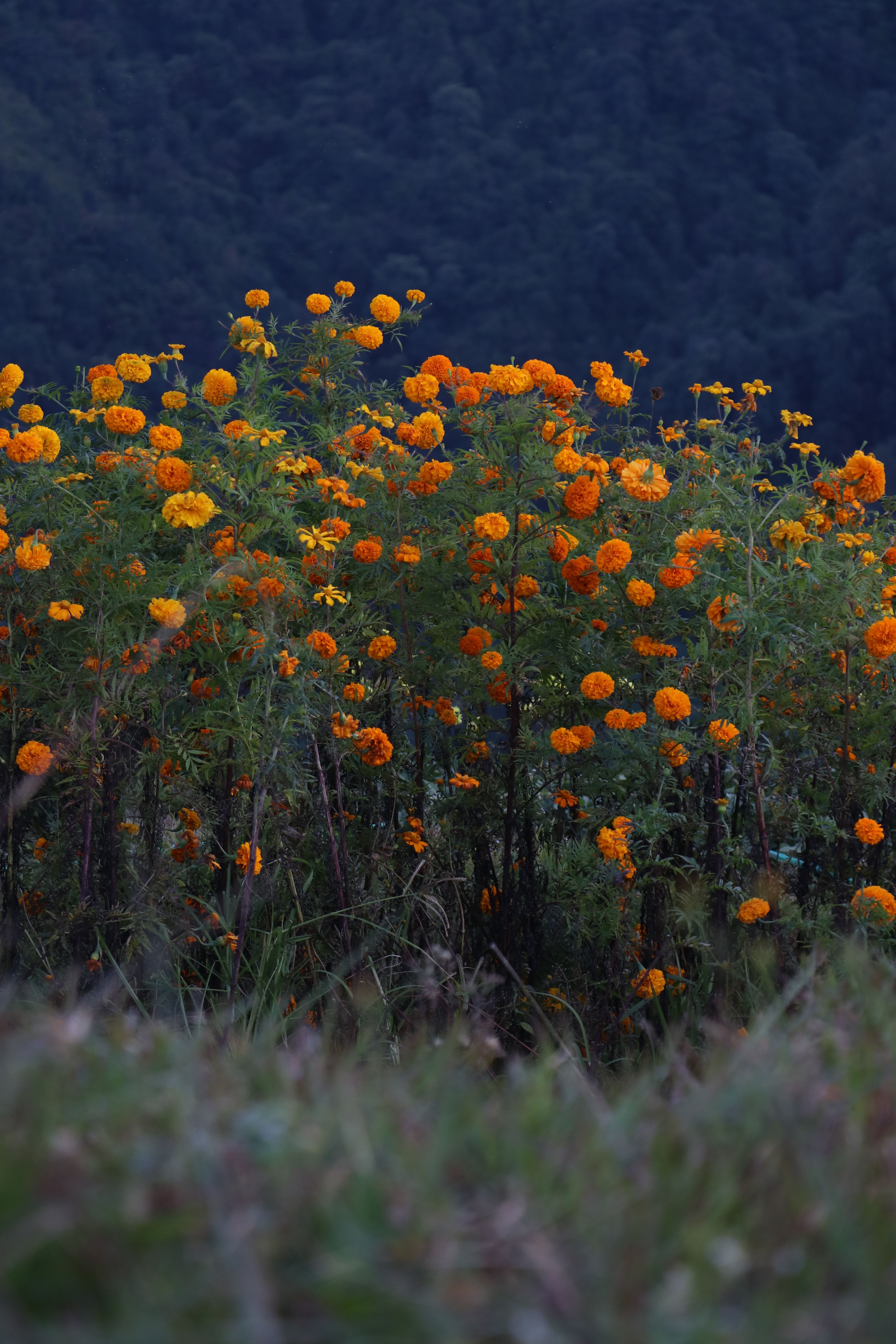 Arunachal Valley of Flowers - 6N/7D