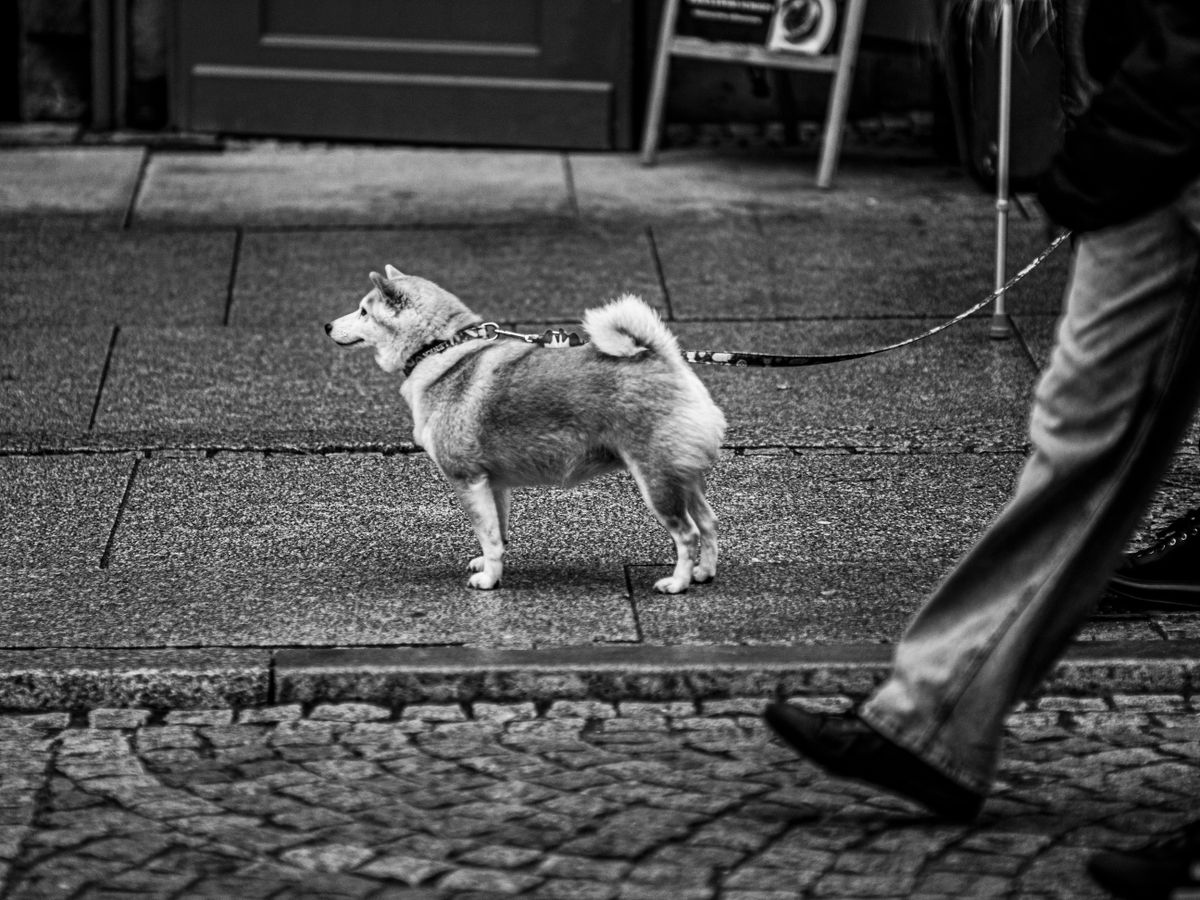 Schwarz-weiß-Foto eines Shiba Inu an der Leine auf einem Gehweg, nur die Beine des Halters sind zu sehen