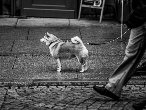 Free A Shiba Inu on a leash walks on a stone street in an urban setting. Stock Photo