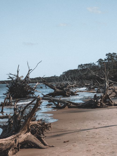 Free Discover the natural beauty of driftwood on a secluded Jacksonville beach under a clear summer sky. Stock Photo