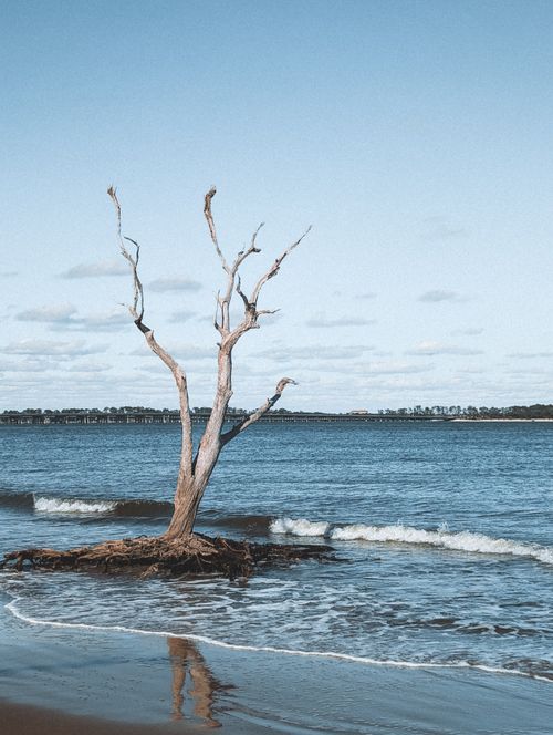 Free Serene beach scene with a solitary driftwood tree on Jacksonville coast. Stock Photo
