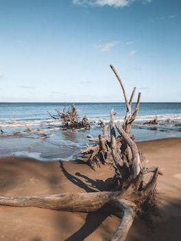 Beautiful driftwood scattered along Jacksonville beach under a clear blue sky.