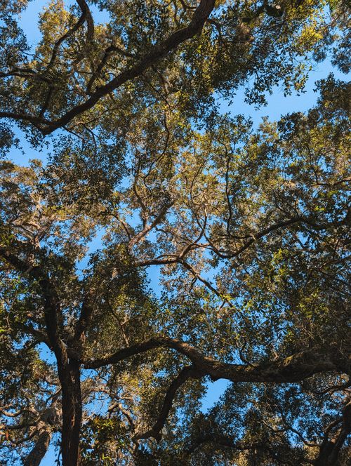 Free Looking up at the sprawling canopy of oak trees in Jacksonville, Florida, showcasing the vibrant play of light and leaves. Stock Photo