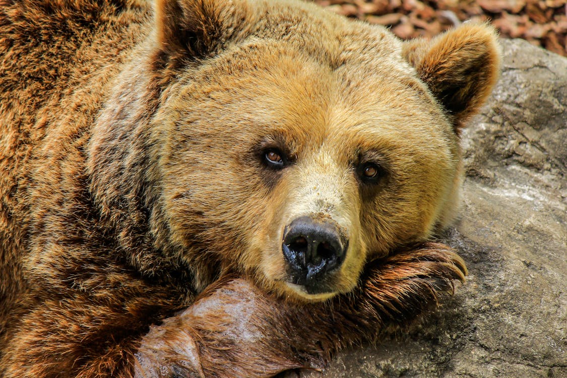 棕熊在灰色的岩石上的特写摄影