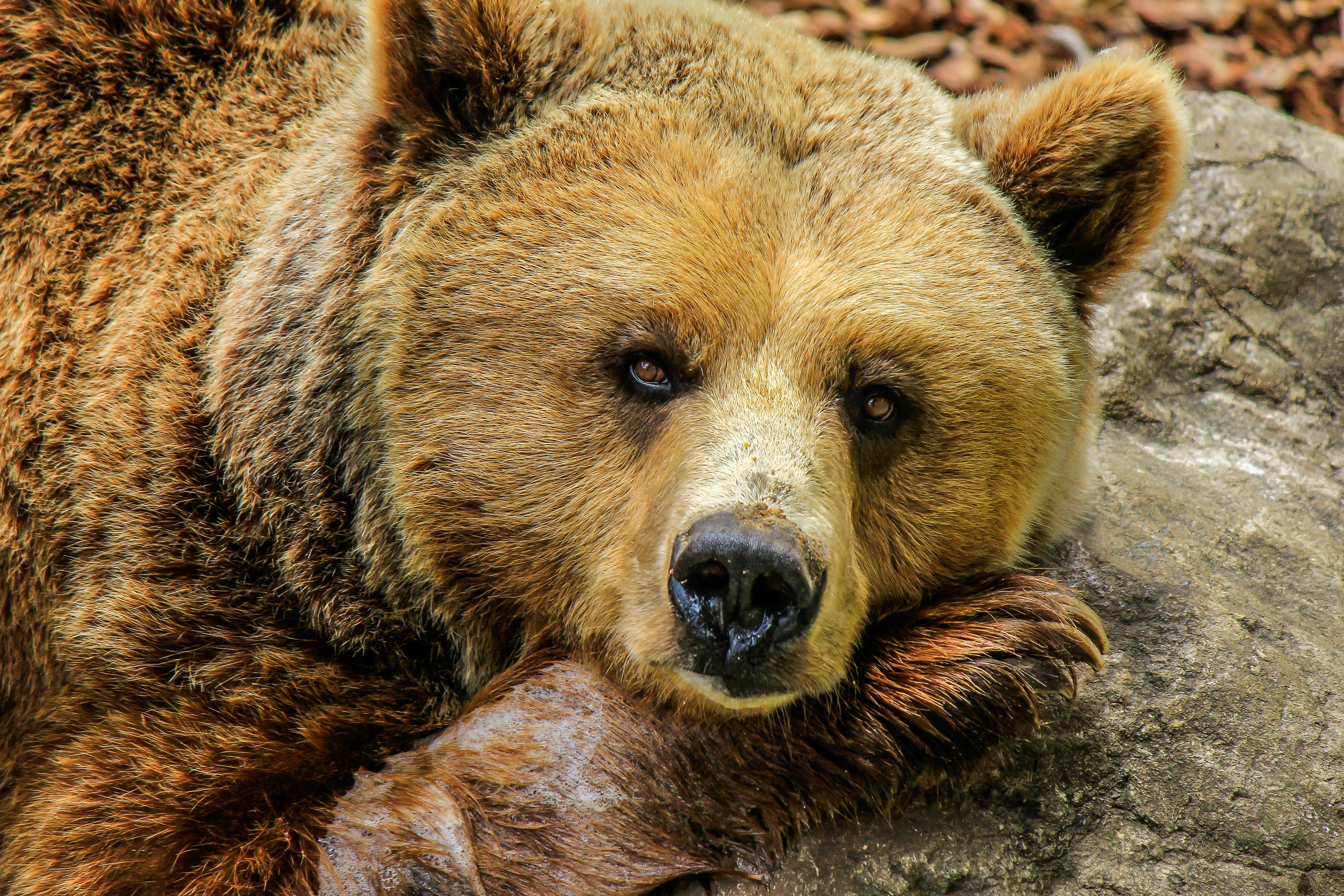 1,000+ Best Bear Photos · 100% Free Download · Pexels Stock Photos