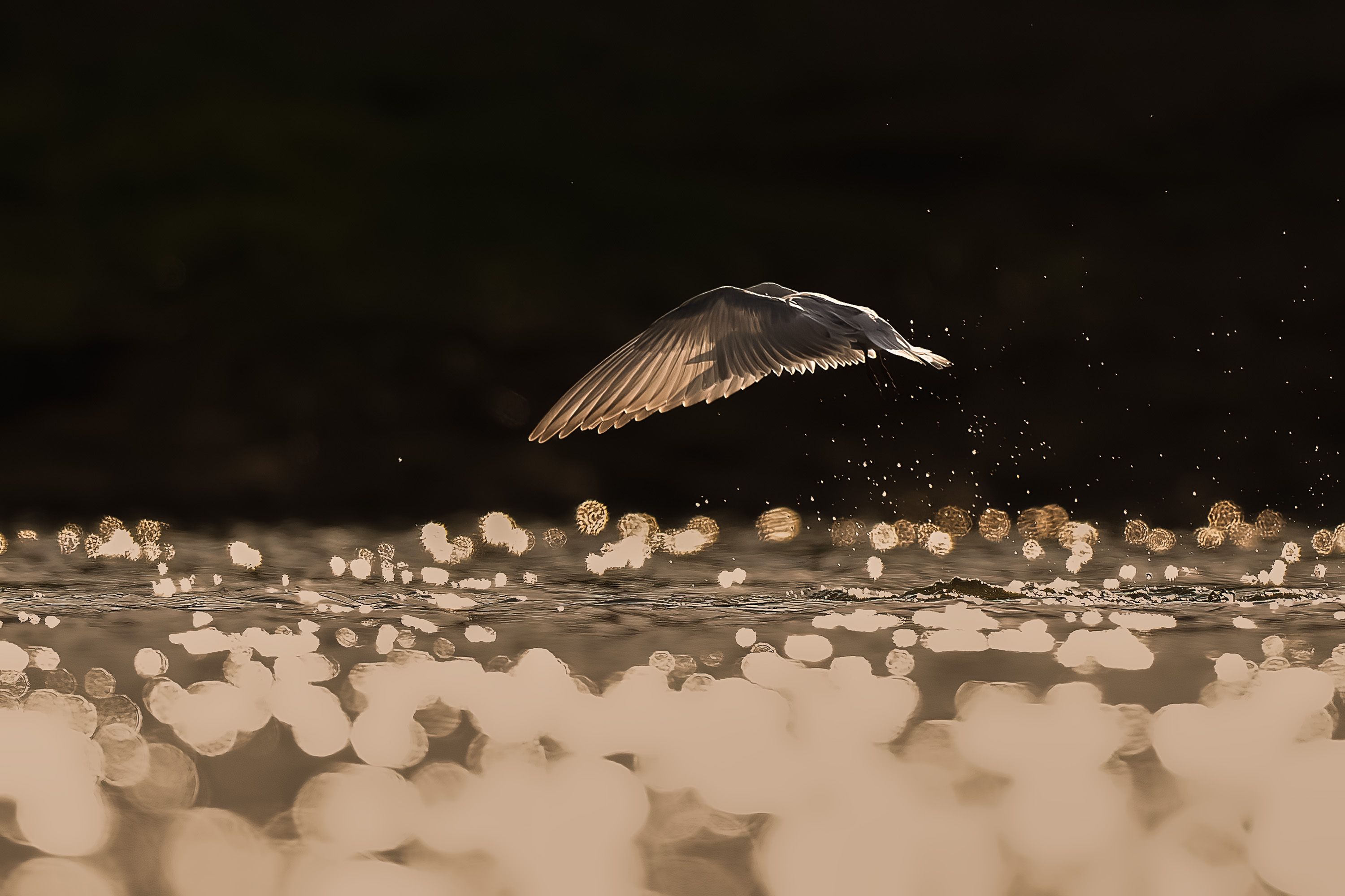 A serene bird gracefully flying over shimmering water in golden light.