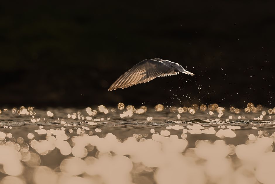 A serene bird gracefully flying over shimmering water in golden light.