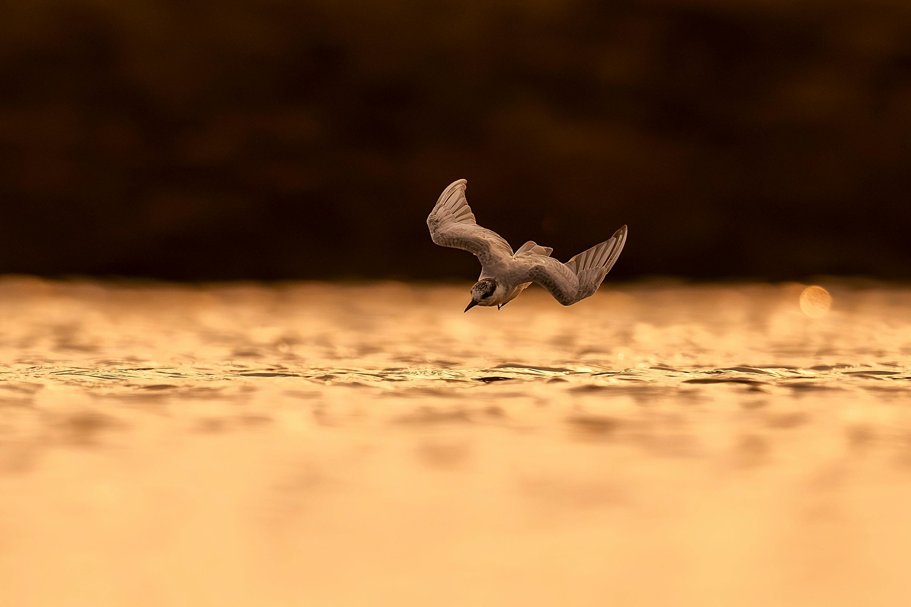 鍾原解析中共四中全會後政治表態引發熱議