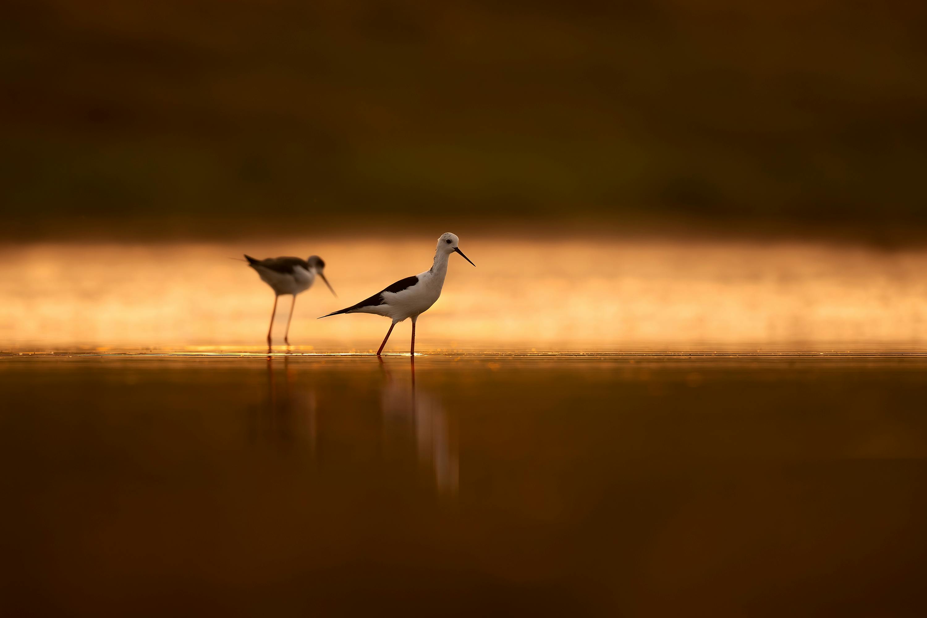 鍾原解析中共四中全會後政治表態引發熱議