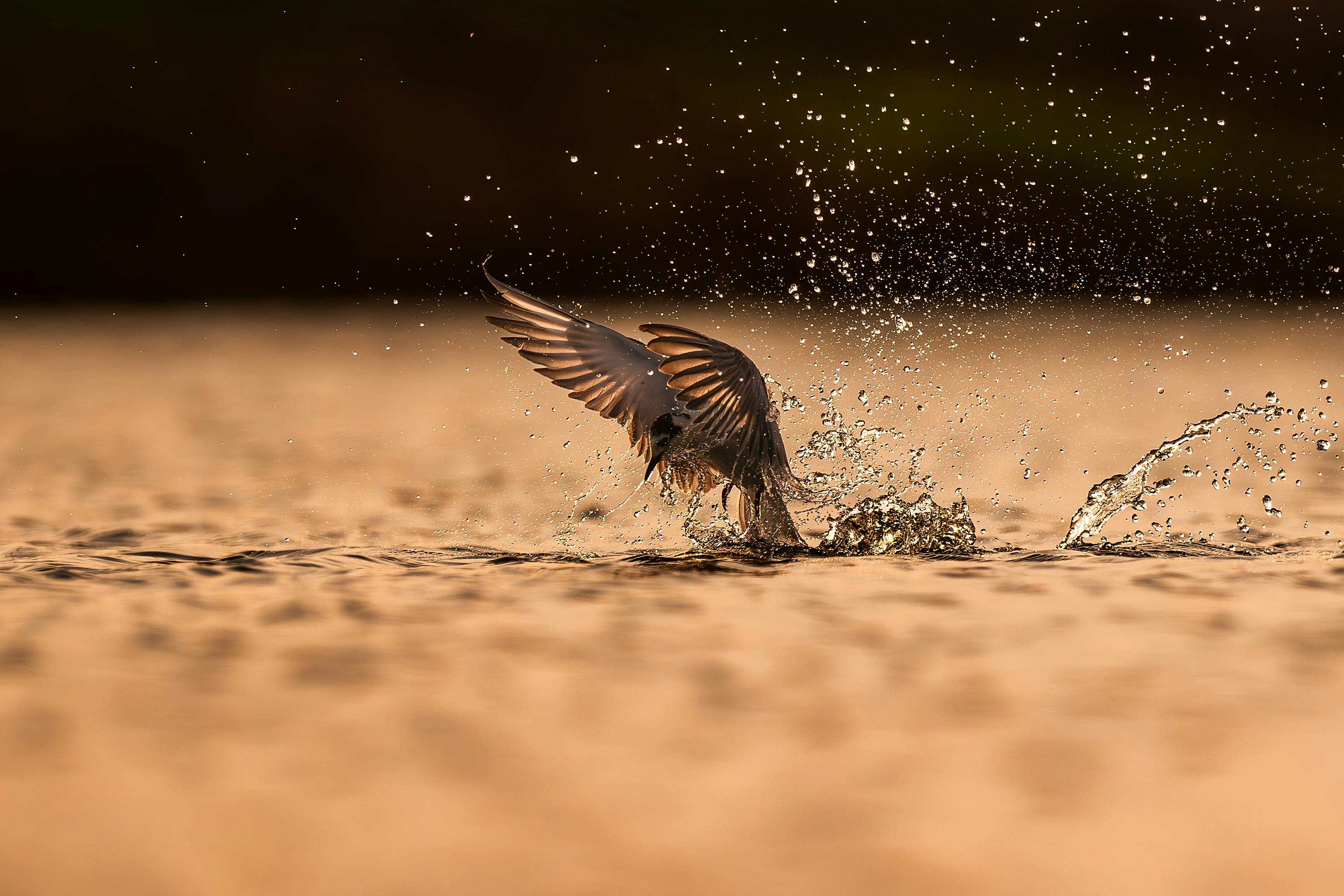 鍾原解析中共四中全會後政治表態引發熱議