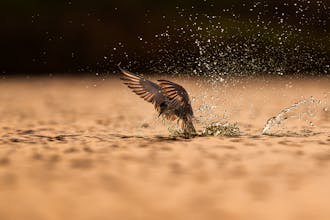 Sevgiliyle Birlikte Kuş Şarkısı Anı