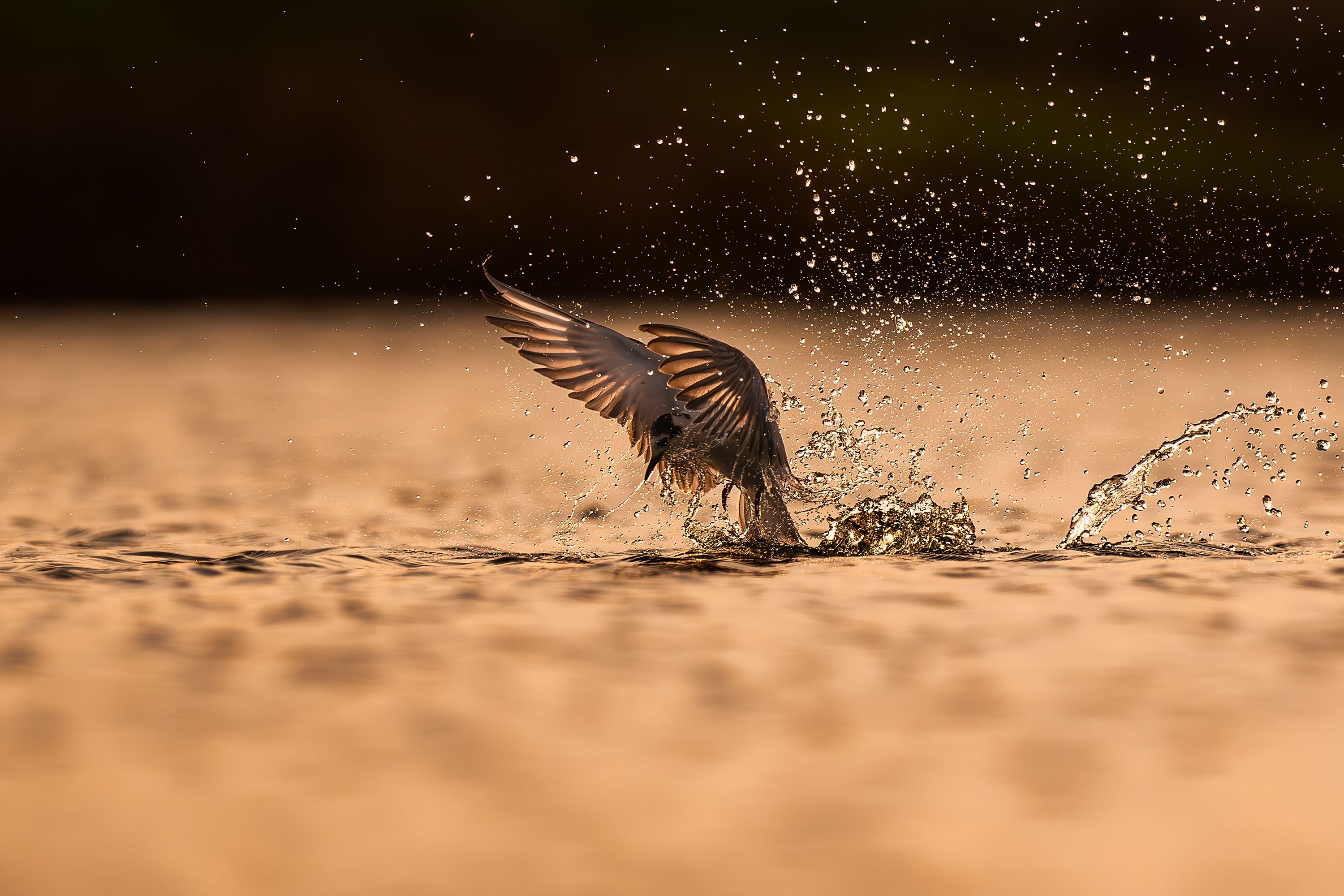 Dramatic Bird Splashing in Golden Waters · Free Stock Photo