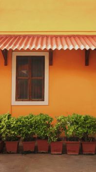 Bright orange wall with window and potted plants, perfect for vibrant and lively decor.