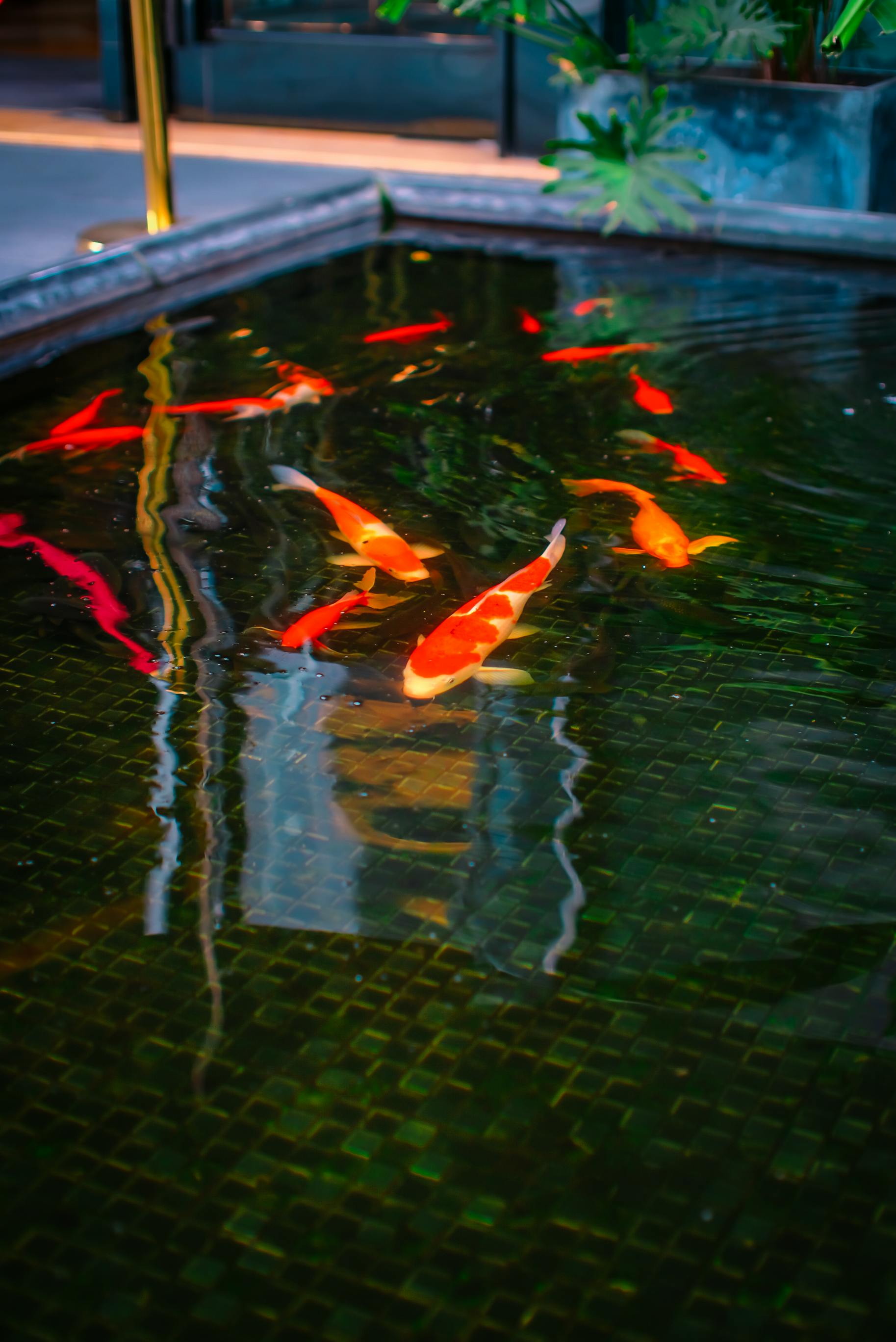 Vibrant koi fish swim gracefully in an outdoor pond, showcasing their bright colors and serene beauty.