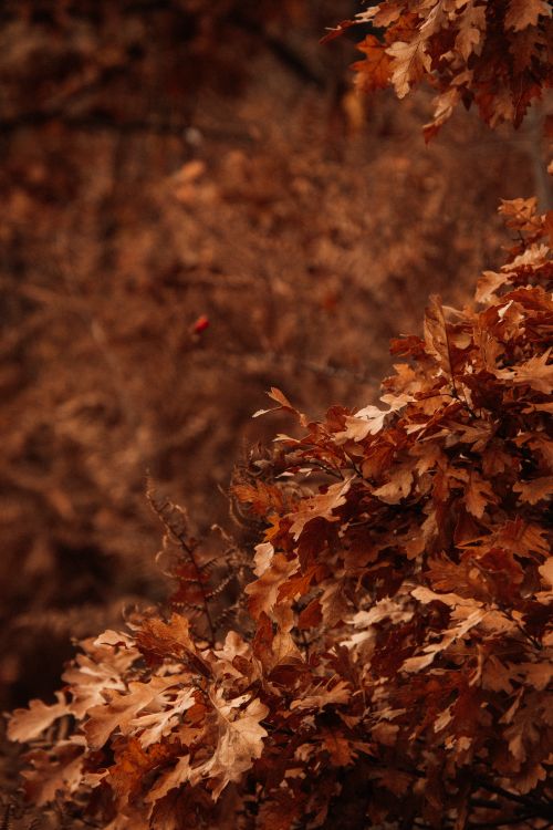 Free Close-up of brown autumn leaves on a branch, capturing the essence of fall. Stock Photo