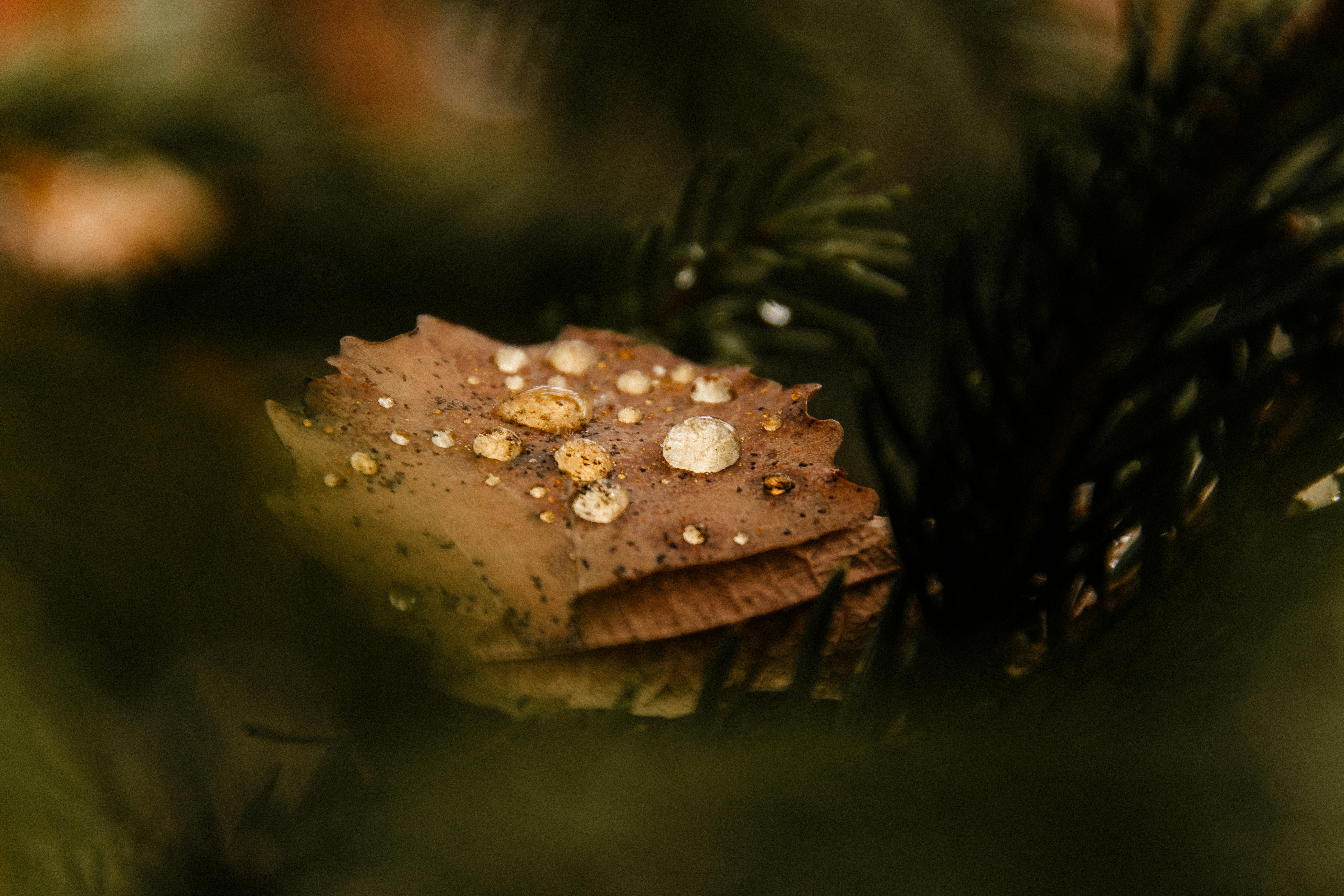 國際：習近平發動稀土戰後 中國APEC地位劇跌犯下重大錯誤