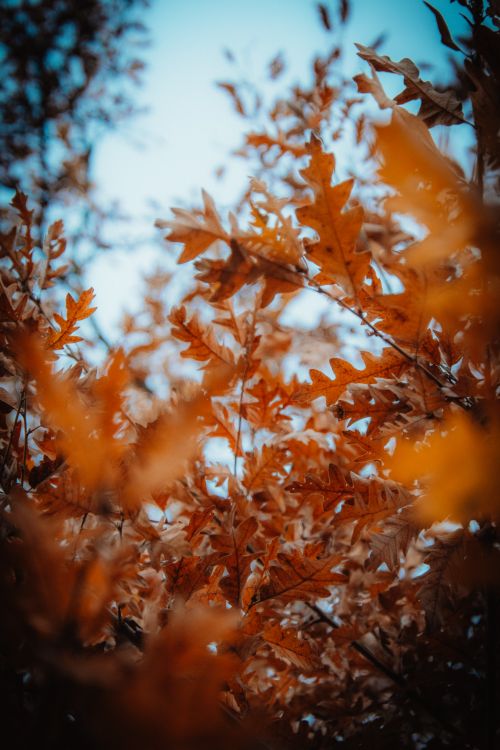 Free Vibrant orange oak leaves in autumn set against a bright blue sky. Stock Photo