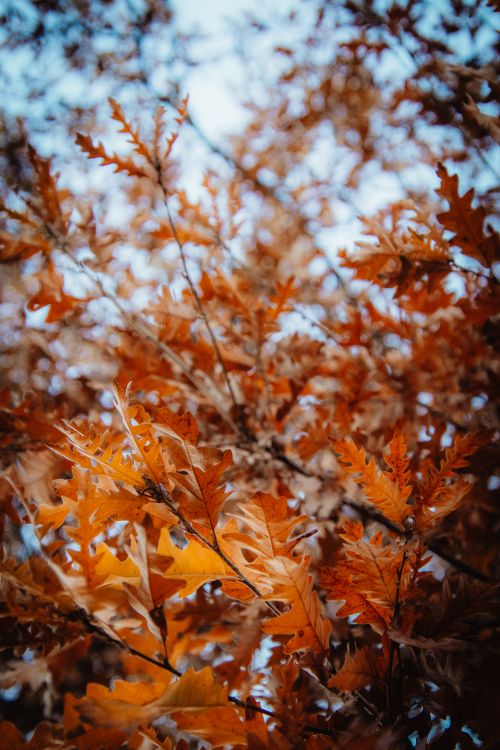 Free Close-up of vibrant autumn oak leaves in a natural setting with vivid colors. Stock Photo