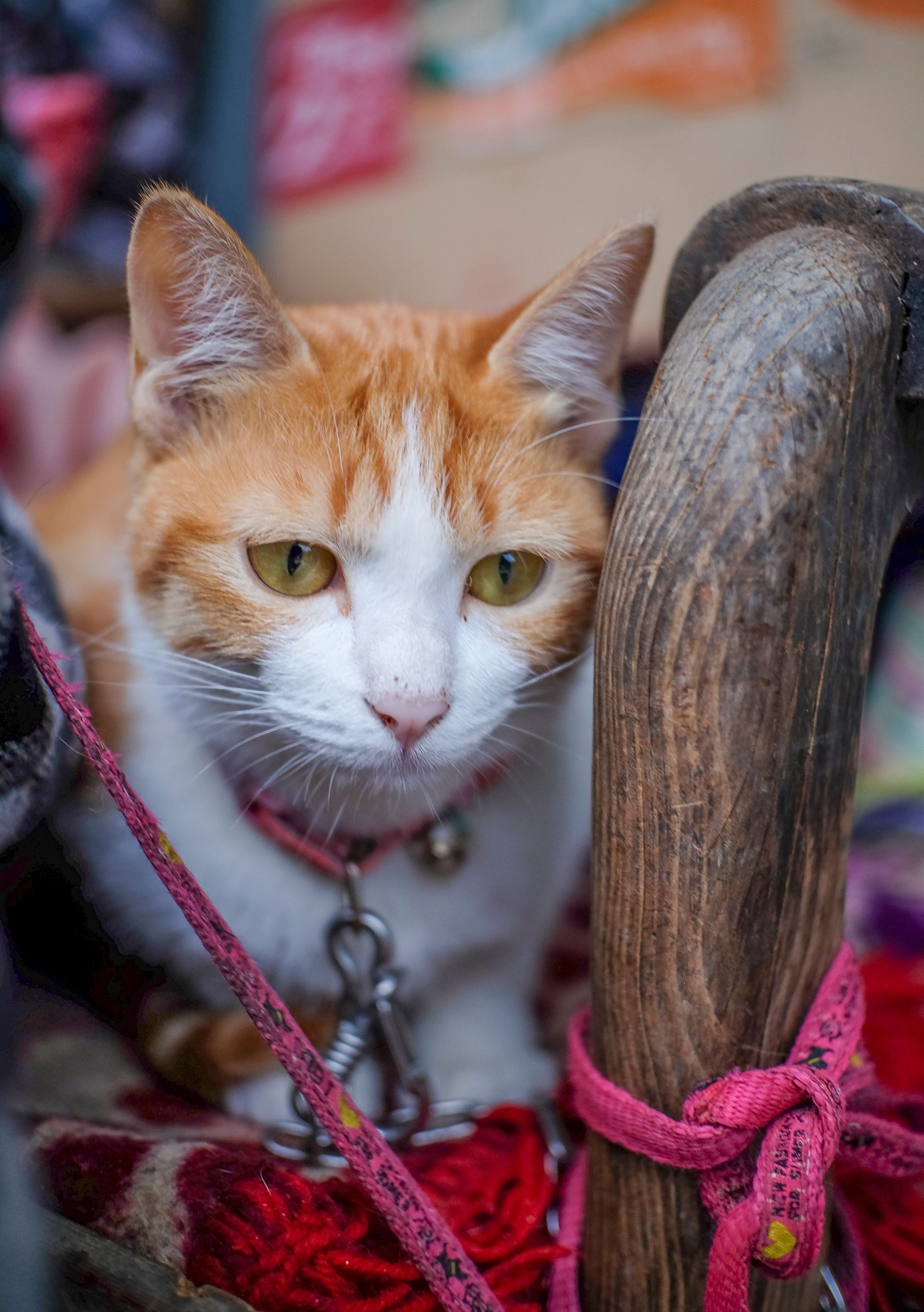 Close-Up of Curious Orange Tabby Cat on Leash · Free Stock Photo