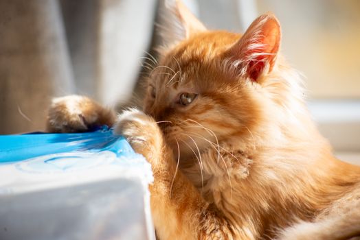 Why Cats Knock Over Vases with Intent