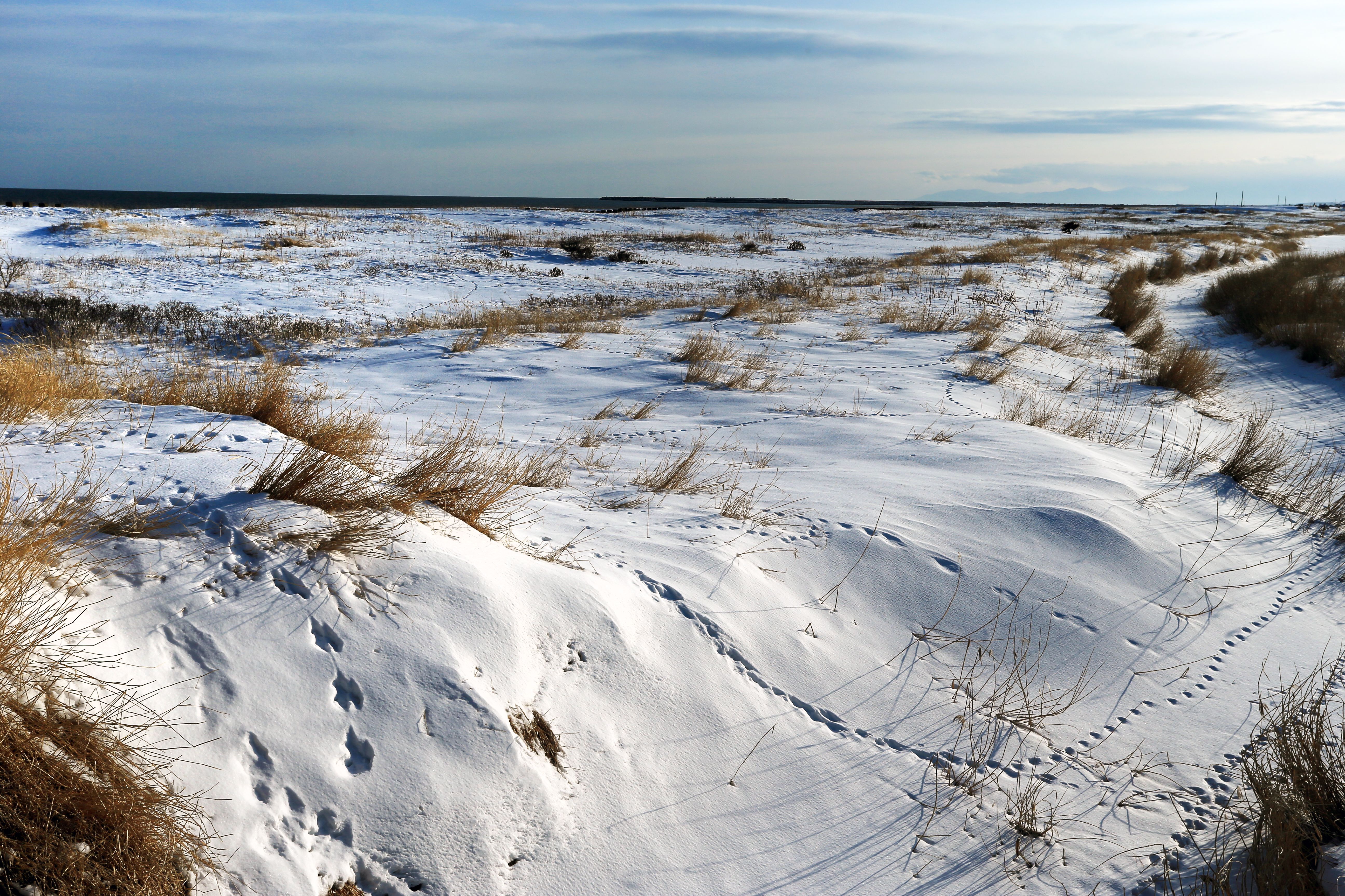 Snow-Covered Coastal Landscape at Dawn · Free Stock Photo