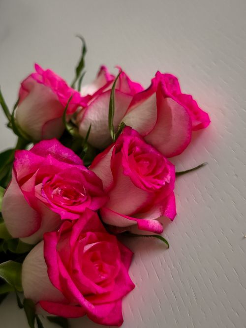 Free A close-up of vivid pink roses on a textured white surface, symbolizing love and romance. Stock Photo