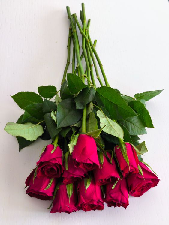 Elegant Bouquet of Red Roses on White Background · Free Stock Photo