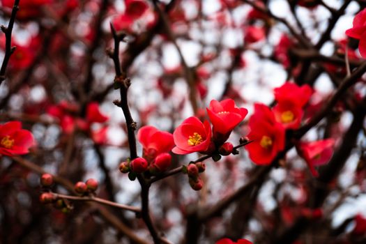 Stunning close-up of red blossoms on branches, capturing spring's vibrant colors in Baku, Azerbaijan.
