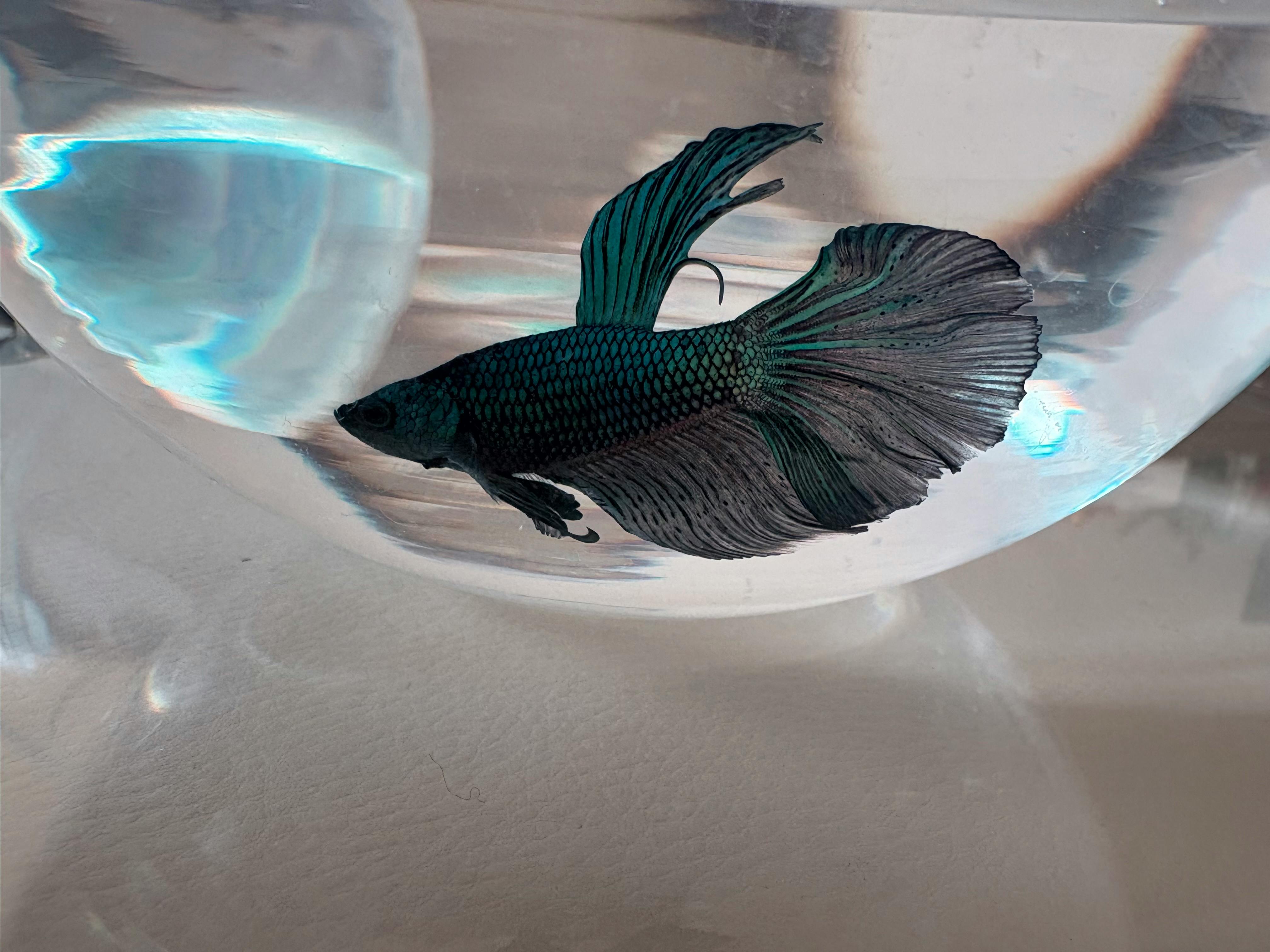 9 curiosidades sobre os peixes ornamentais