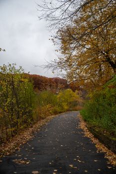 A tranquil forest pathway covered in autumn leaves amidst vibrant fall foliage. Ideal for nature enthusiasts.
