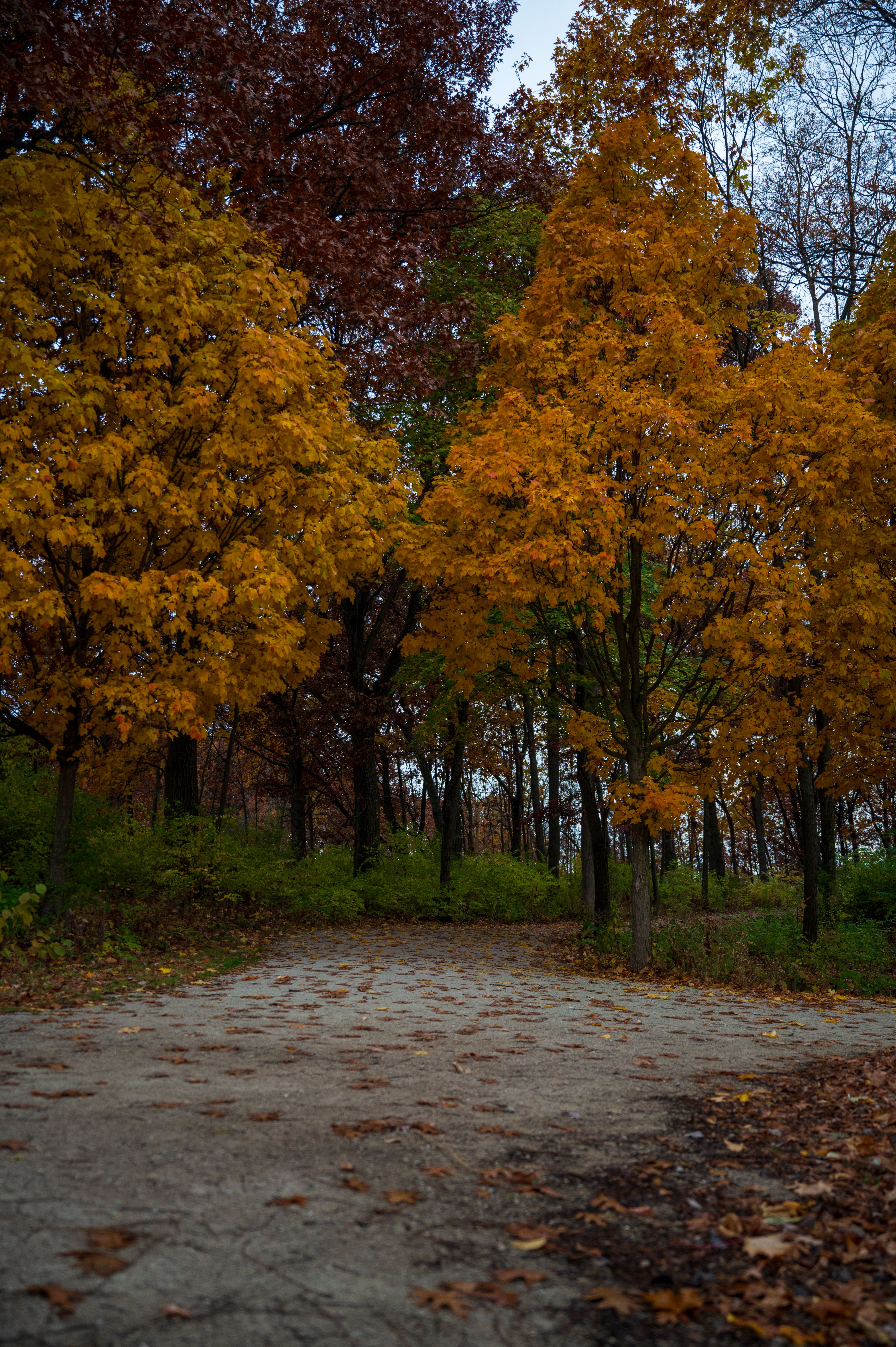 Scenic Autumn Path in a Forest Park · Free Stock Photo