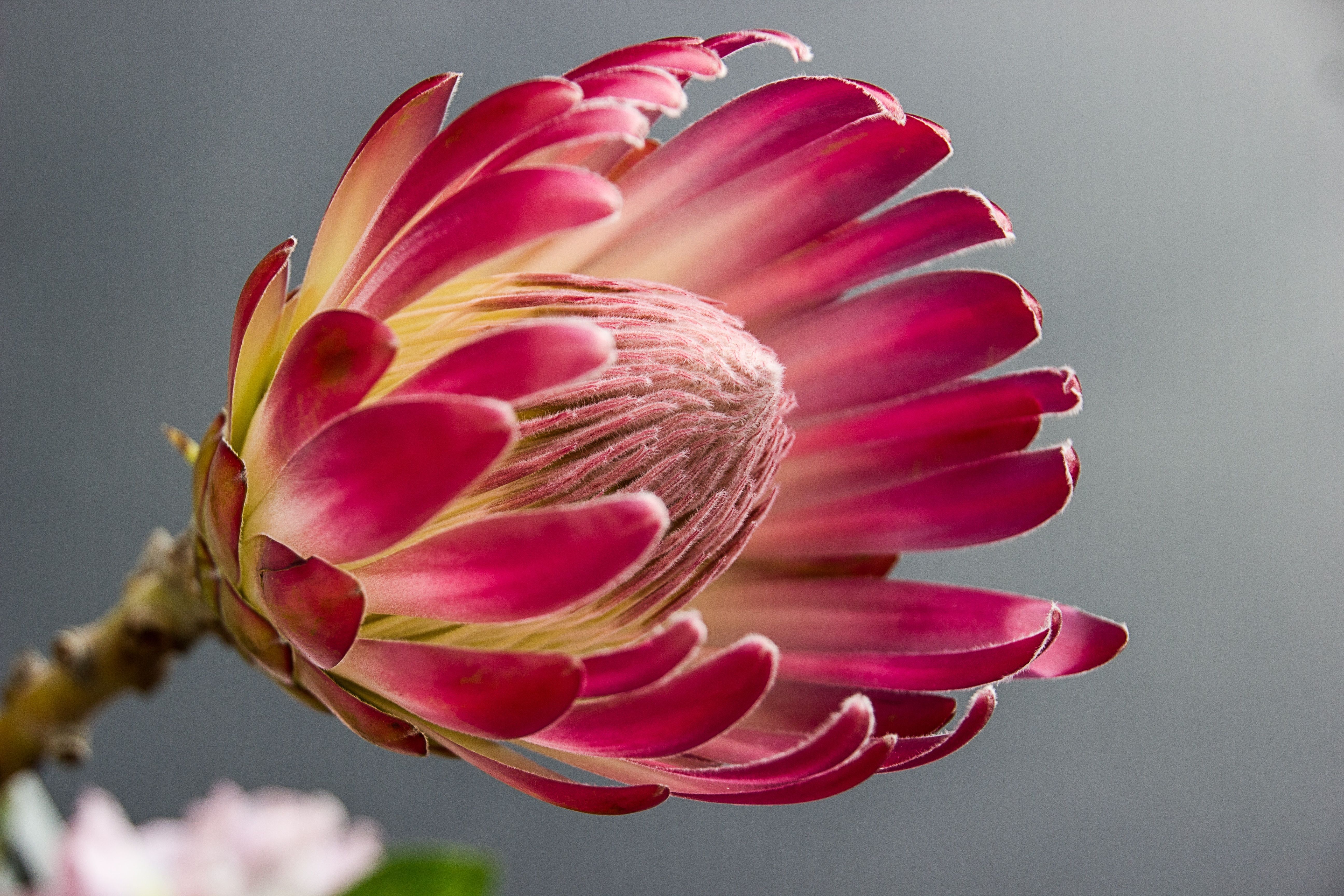 Pinkish Protea flower