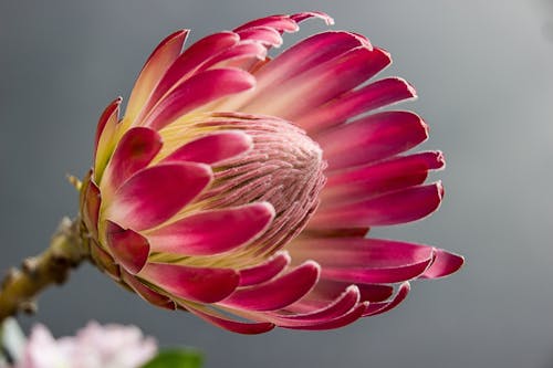 Flor De Pétalas Rosa Com Furos Redondos