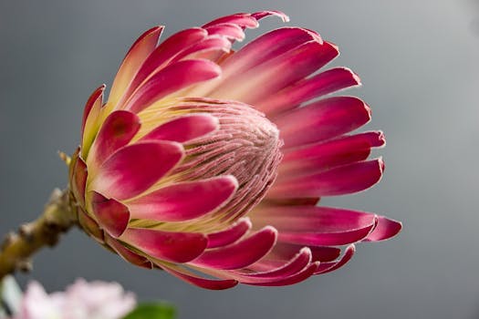 بستان ورد المصــــــــراوية - صفحة 64 Protea-bloom-flower-color