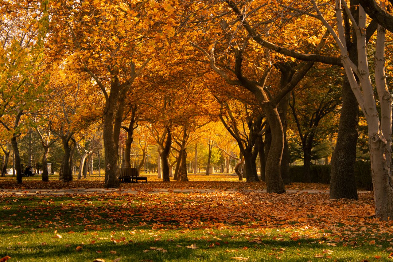 Green residential lawn in early autumn with fallen leaves beginning to appear in Western New York