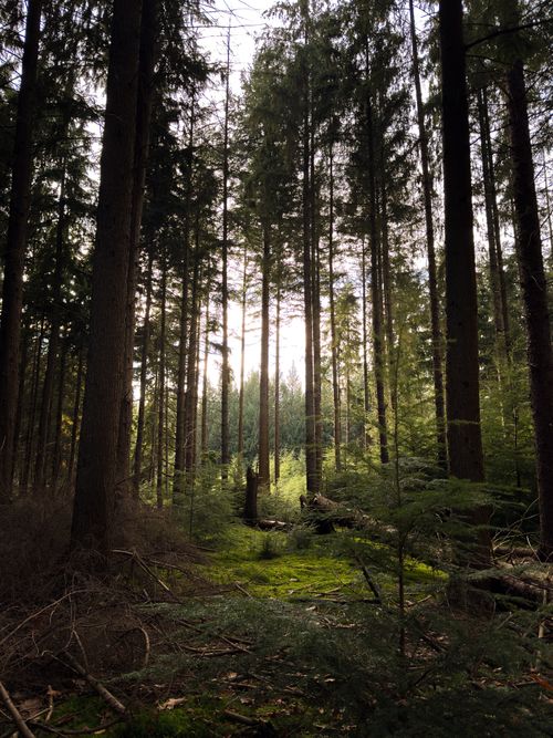 Free A tranquil forest scene with tall trees and moss-covered ground in natural light. Stock Photo
