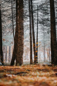 Serene forest scene with tall trees and a warm orange leaf-covered ground. Captures autumn's beauty.