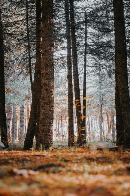 Serene forest scene with tall trees and a warm orange leaf-covered ground. Captures autumn's beauty.