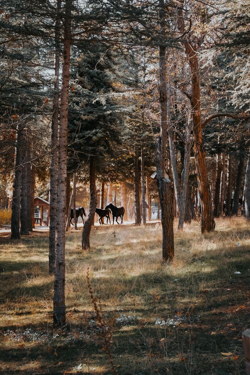 Free Tranquil scene of horses in a sunlit autumn forest, surrounded by towering pine trees. Stock Photo