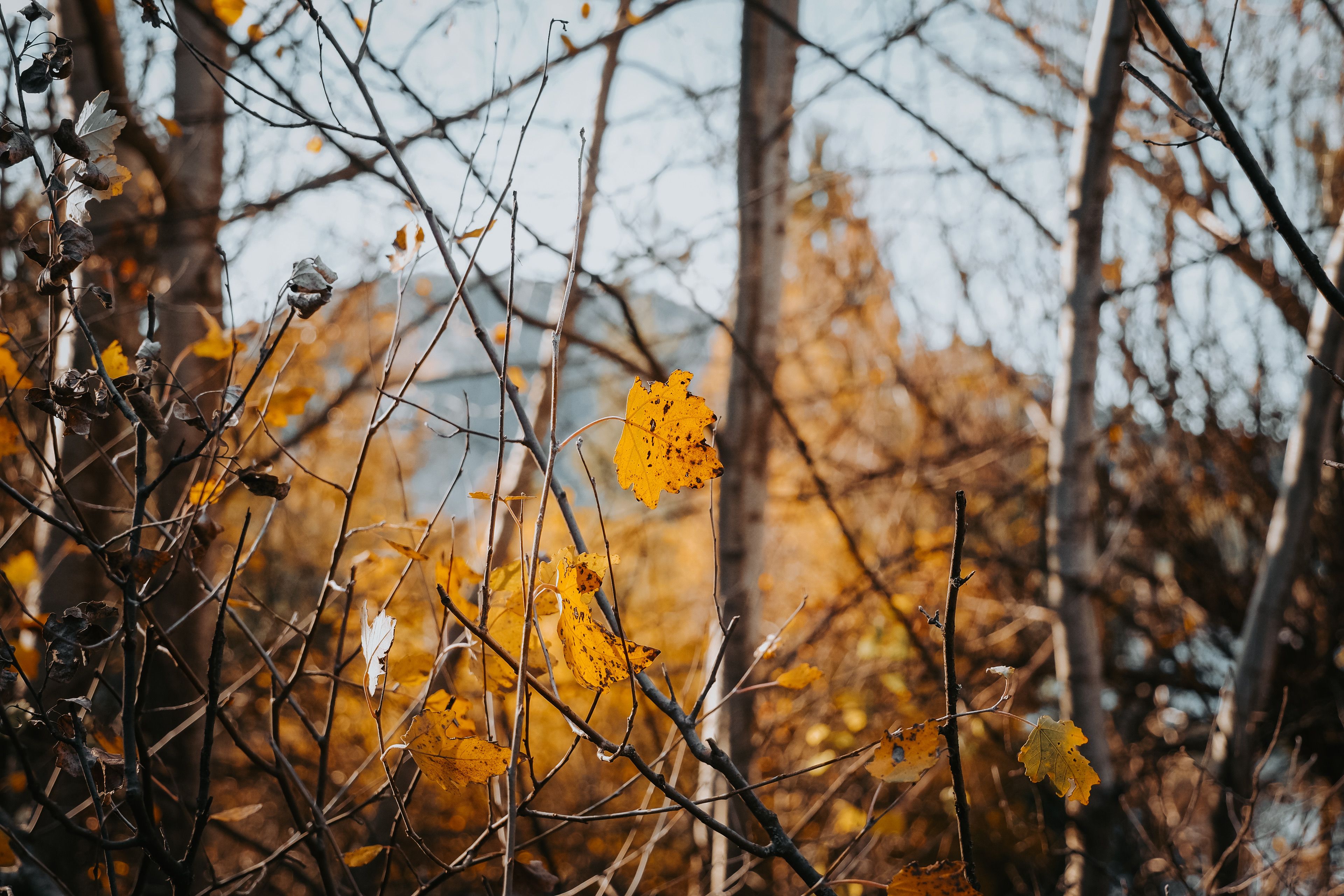 Golden Autumn Leaves in a Forest Setting · Free Stock Photo