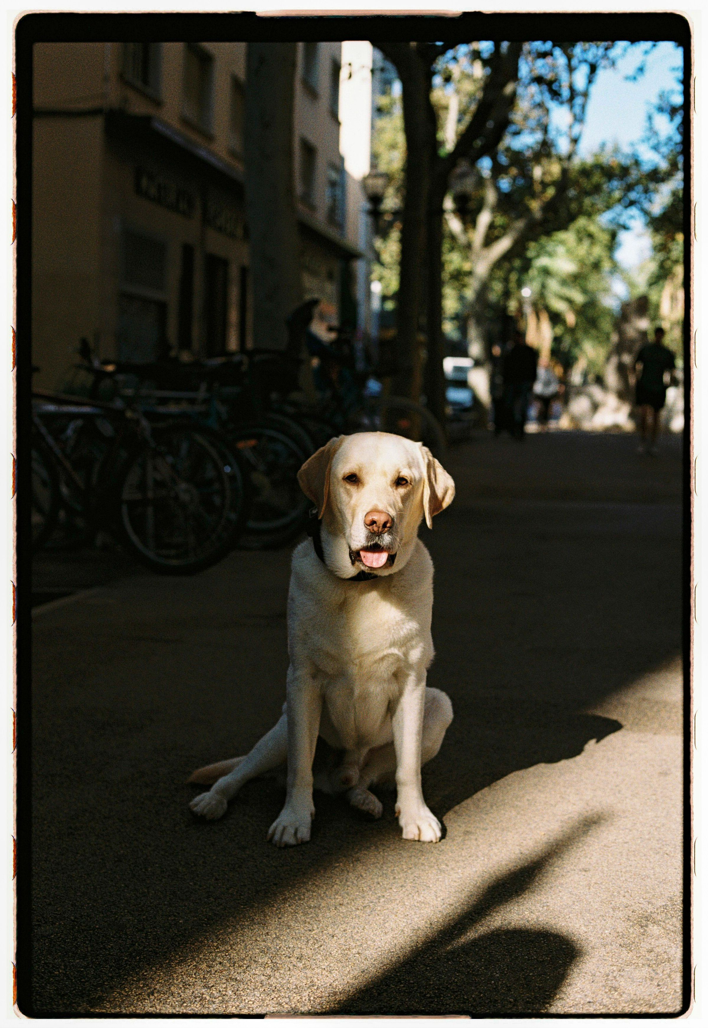 Labrador Retriever Sitting in Sunny Urban Street · Free Stock Photo