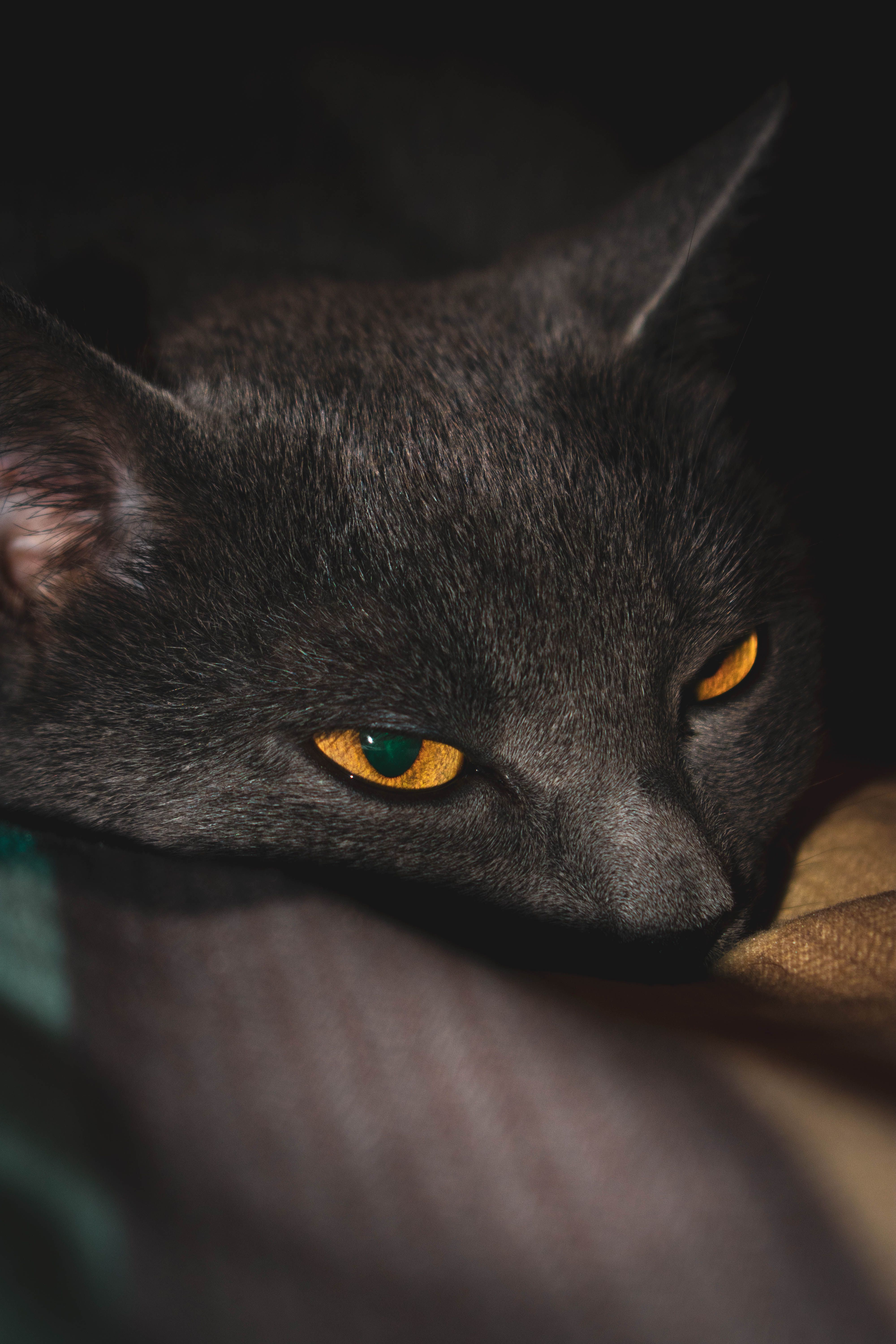 Comportement des chats : comprendre les gestes 