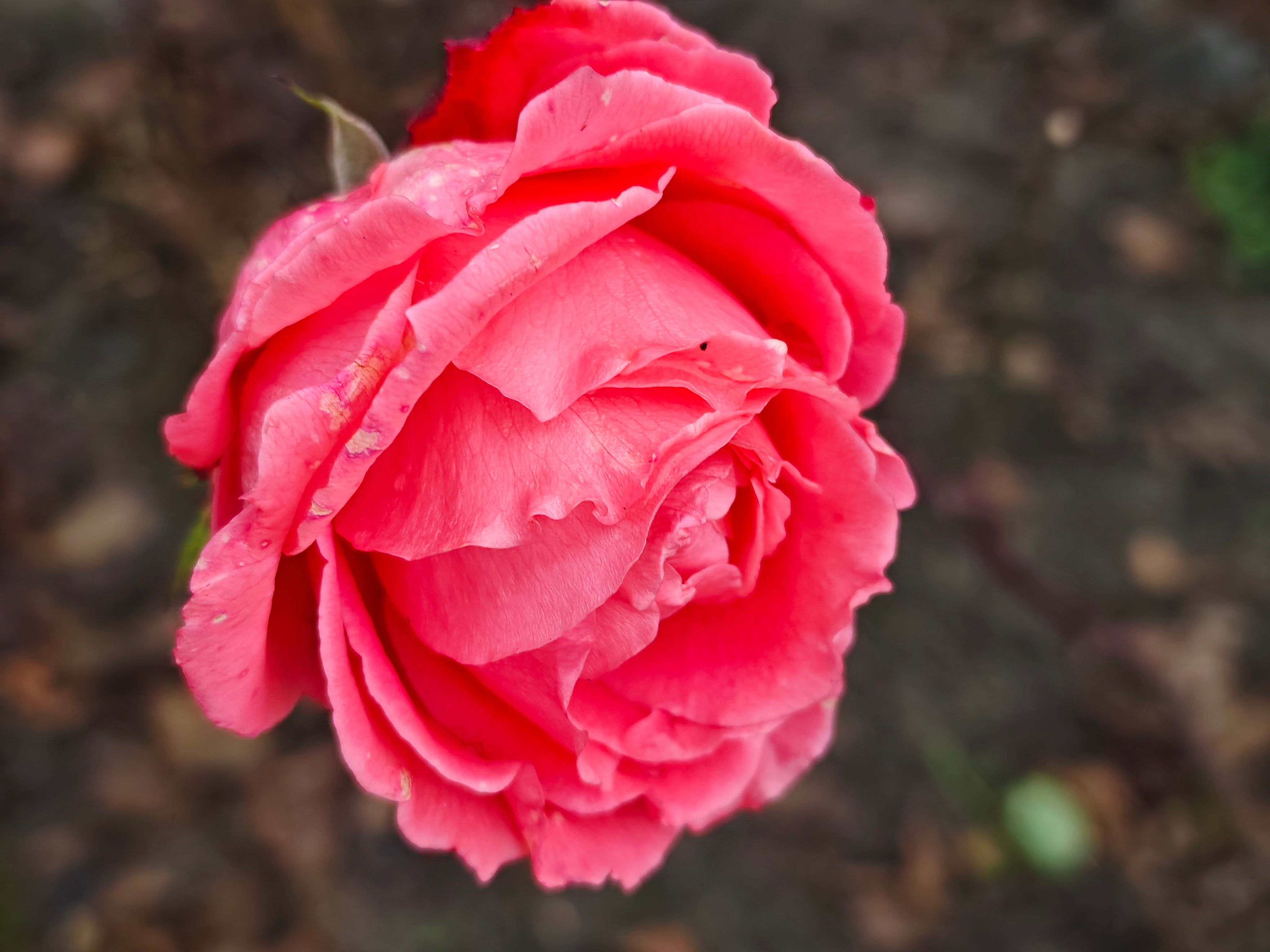 Close-up of a Stunning Pink Rose in Bloom · Free Stock Photo