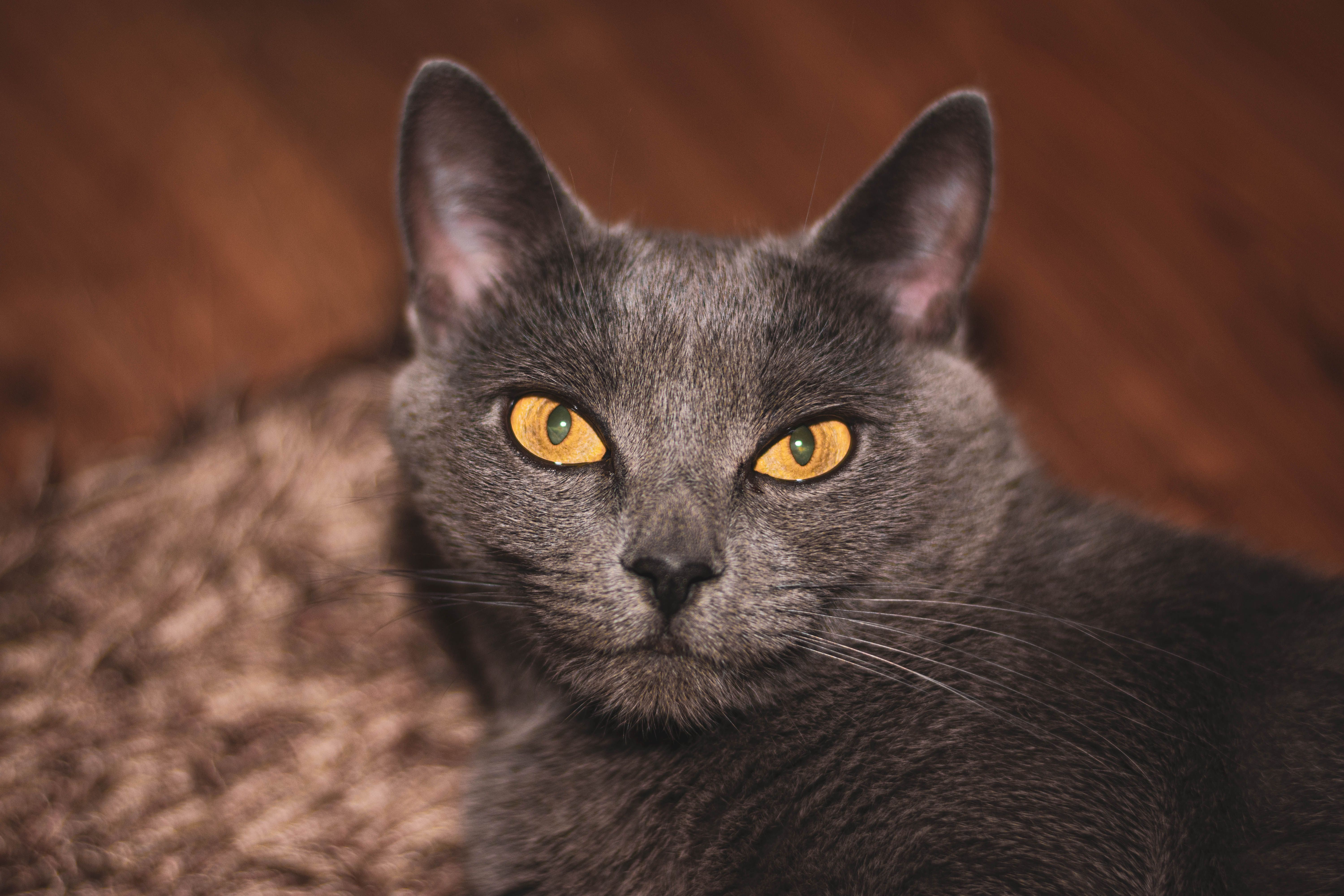 Close-Up Portrait of a Grey Cat with Yellow Eyes · Free Stock Photo