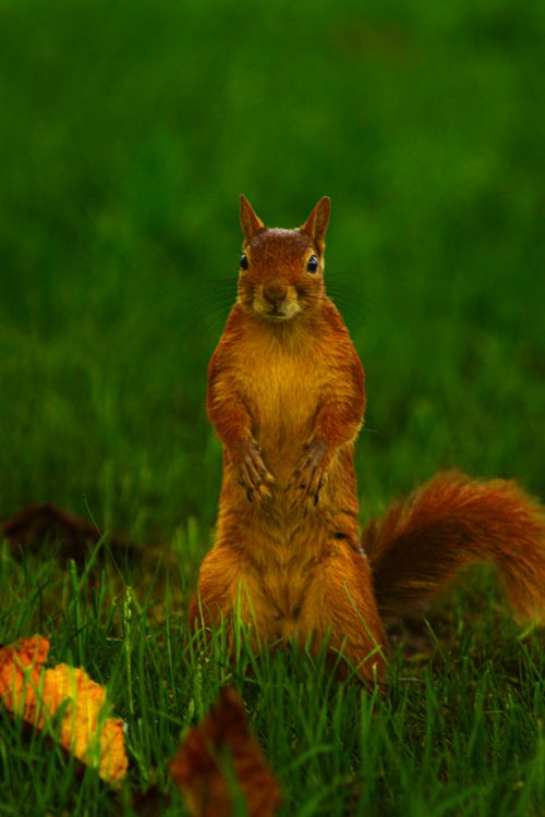Free Adorable red squirrel standing upright in vibrant green grass, showcasing its vivid fur. Stock Photo