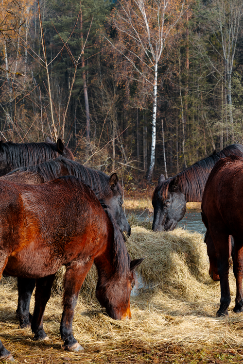 Free A peaceful scene of horses feeding on hay in a forest clearing during fall. Stock Photo