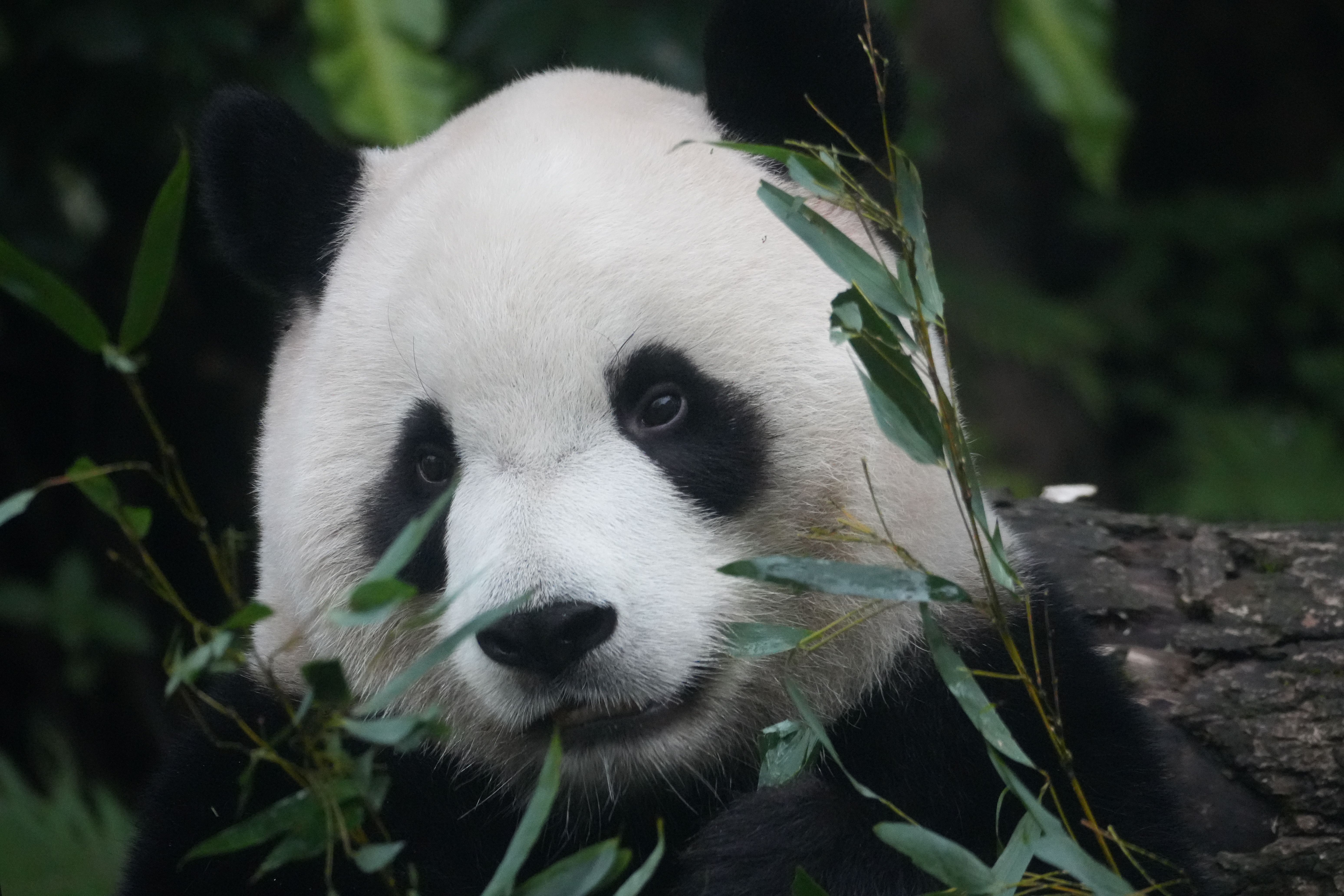 Close-up of Giant Panda Eating Bamboo in Forest · Free Stock Photo