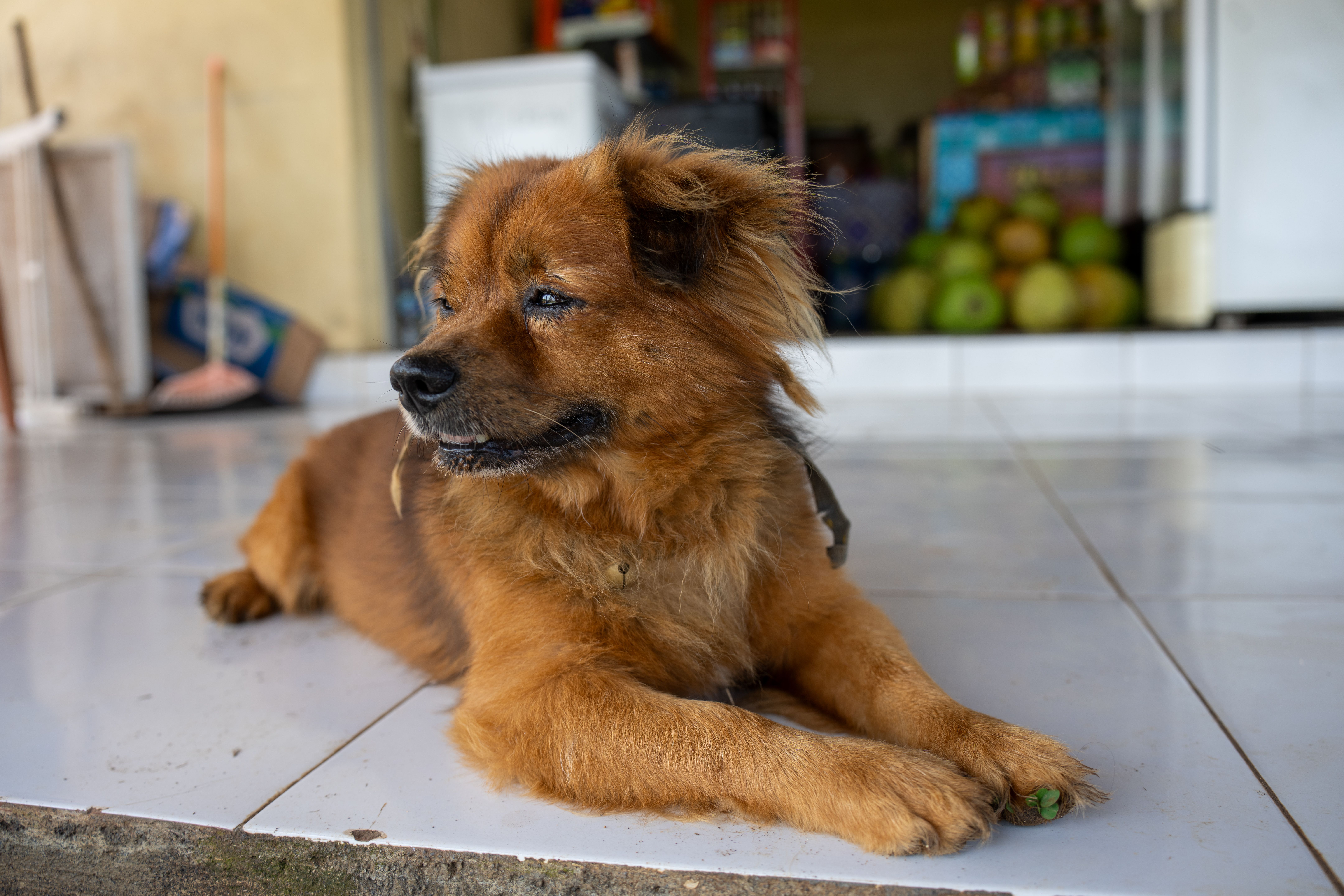 Lost And Found Pets Brisbane Bali