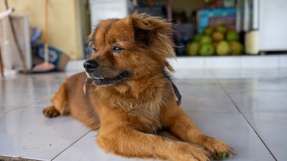 Lost And Found Pets Brisbane Bali